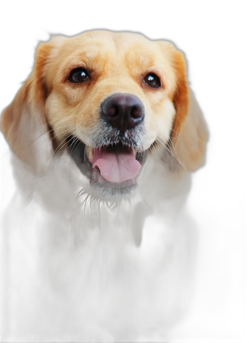 Cão feliz