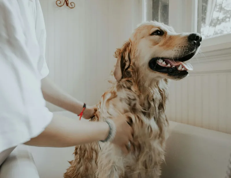 Atendimento veterinário humanizado