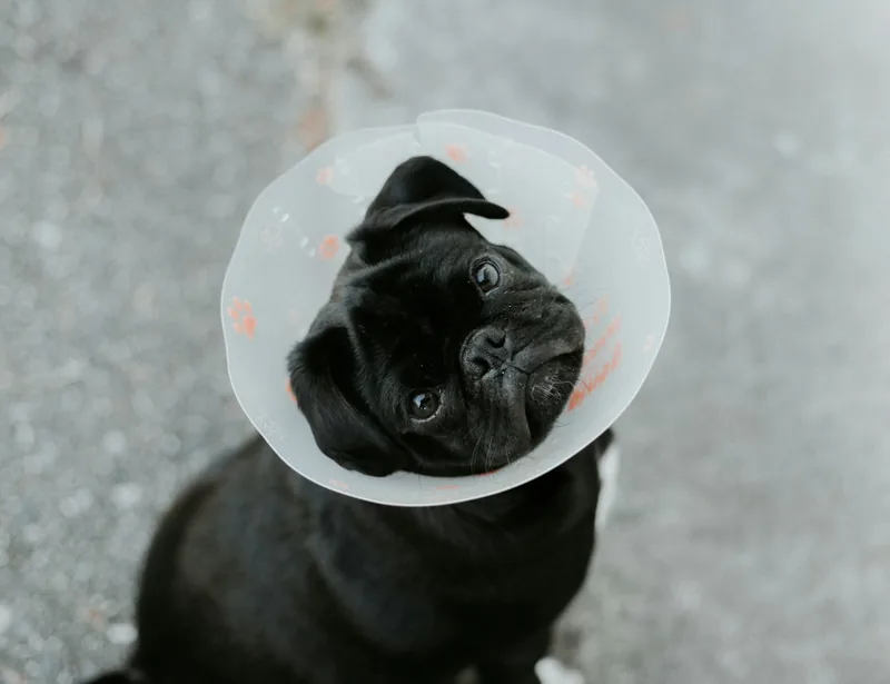 Odontologia veterinária