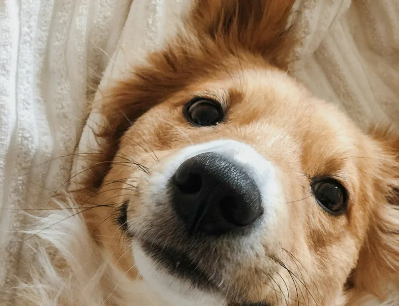 Vacinação de cães e gatos